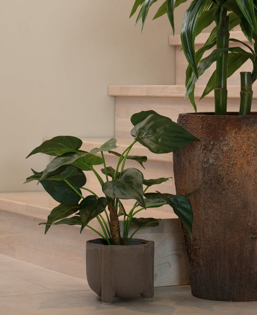 Une plante en pot avec de grandes feuilles en forme de cœur repose sur un parquet clair près des escaliers. A côté se trouve la plante artificielle Alocasia Cucullata UV 53 cm dans un pot à structure marron.
