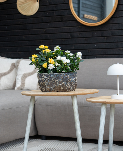 Un canapé gris avec des coussins beiges se dresse derrière une table d'appoint en bois avec la Plante Artificielle Mini Rose UV 35 cm jaune ; une petite lampe blanche repose sur une table plus petite, avec des miroirs muraux et un décor en arrière-plan.
