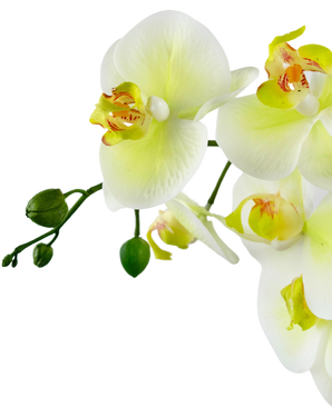 Orchidée artificielle Real Touch 60 cm vert/blanc