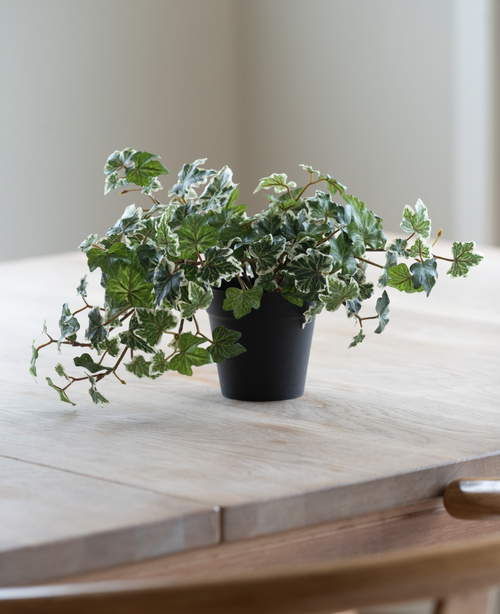 Le lierre artificiel Deluxe vert-blanc dans un pot de 22 cm (UV), avec des feuilles vertes et blanches luxuriantes, se dresse sur une table en bois clair, tandis qu'une douce lumière naturelle brille depuis la gauche.