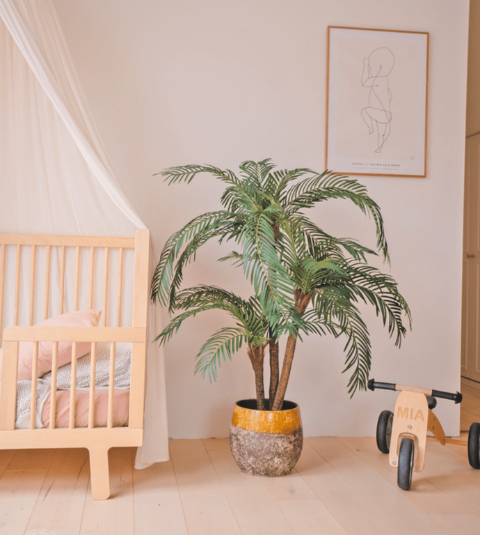 Cycas Palmetto Classic 135 cm