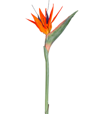 La fleur artificielle Strelitzia 86 cm rouge/violet a des pétales rouges et violets vibrants sur une longue tige verte, présentée comme une fleur artificielle unique, sans entretien, isolée sur un fond blanc.