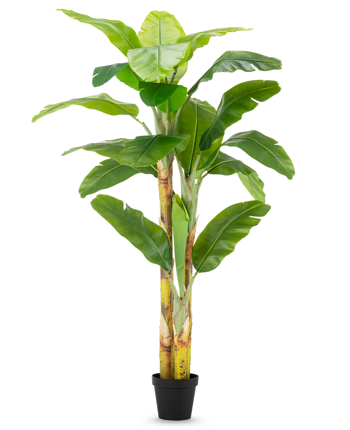 Le bananier artificiel de 230 cm a des tiges hautes et robustes avec de larges feuilles vertes, dans un simple pot noir sur fond blanc.