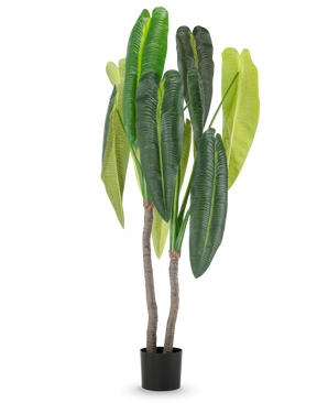 La plante artificielle Anthurium 180 cm possède deux tiges brunes et de grandes feuilles vertes allongées de différentes nuances, dans un petit pot noir sur fond blanc.