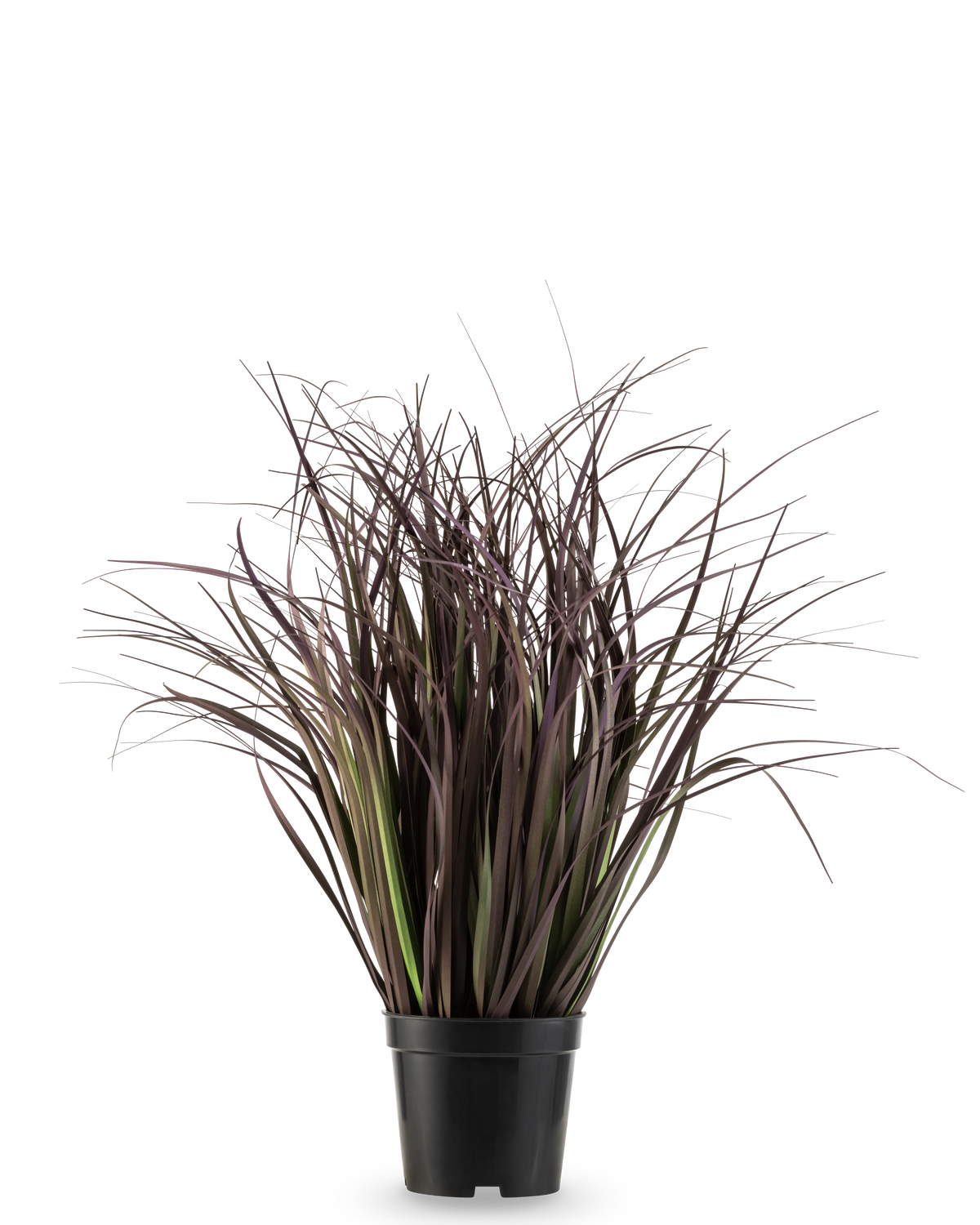 Le gazon artificiel Wild Lawn 50 cm ignifuge a des feuilles hautes, étroites et violet foncé dans un pot noir sur un fond blanc - une plante artificielle élégante idéale pour les intérieurs modernes.