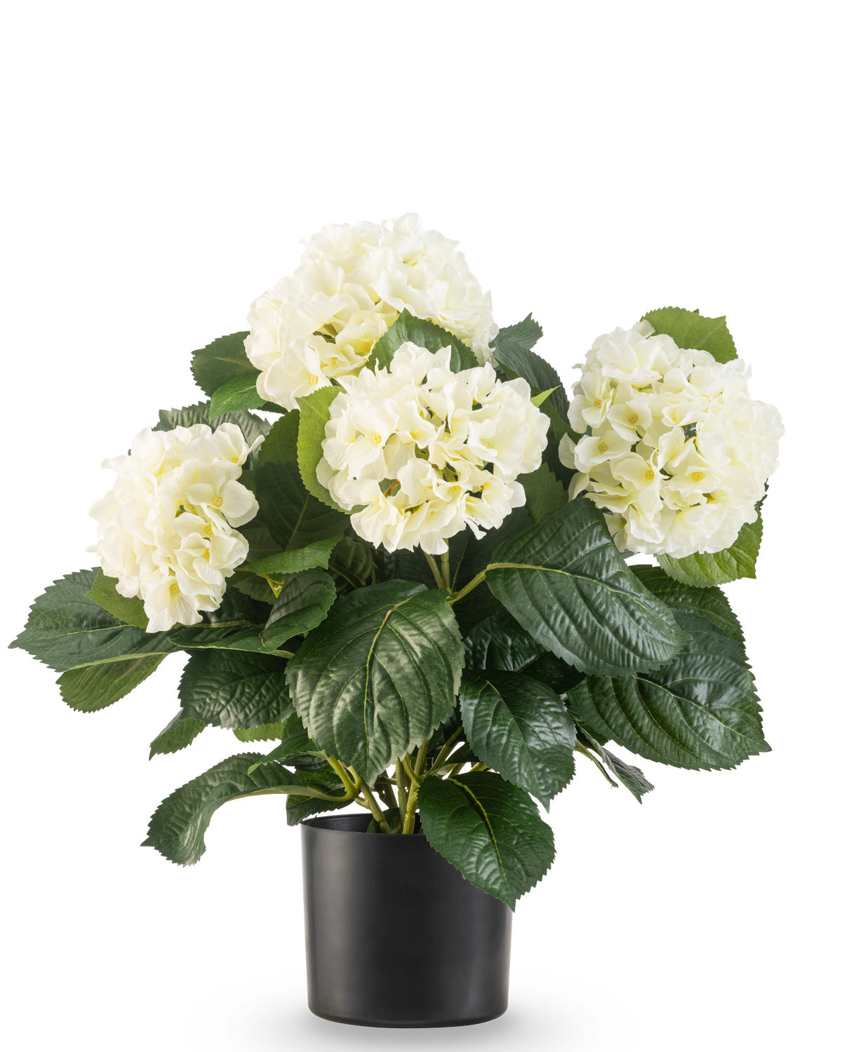 La plante Hortensia artificielle UV 43 cm blanche possède des feuilles vertes luxuriantes et de grandes fleurs d'hortensia blanches dans un pot noir, sur un fond blanc uni.