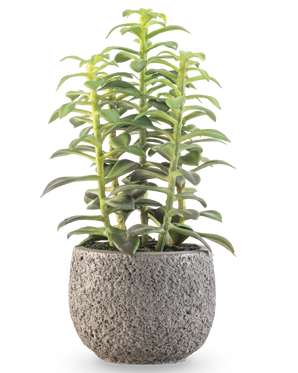 La plante succulente artificielle en pot décoratif de 25 cm a des tiges succulentes vertes dressées dans un pot gris avec structure, présentées sur un fond blanc.