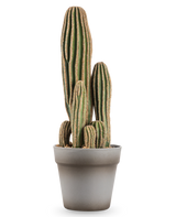 Le cactus artificiel de 41 cm est un grand cactus artificiel vert à plusieurs tiges avec des crêtes verticales et des bords marron, présenté dans un simple pot de fleur gris sur un fond blanc.
