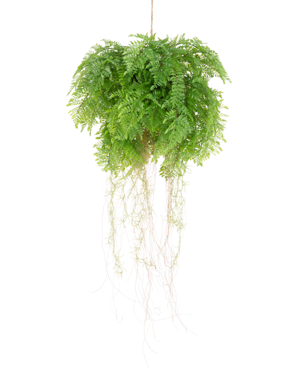 La plante artificielle suspendue Fougère avec racines d55 cm avec système de suspension a des feuilles vertes luxuriantes et des vrilles délicates, qui ajoutent une beauté naturelle réaliste à votre espace. Il peut être facilement accroché et rehausse n'importe quel décor avec un charme réaliste.