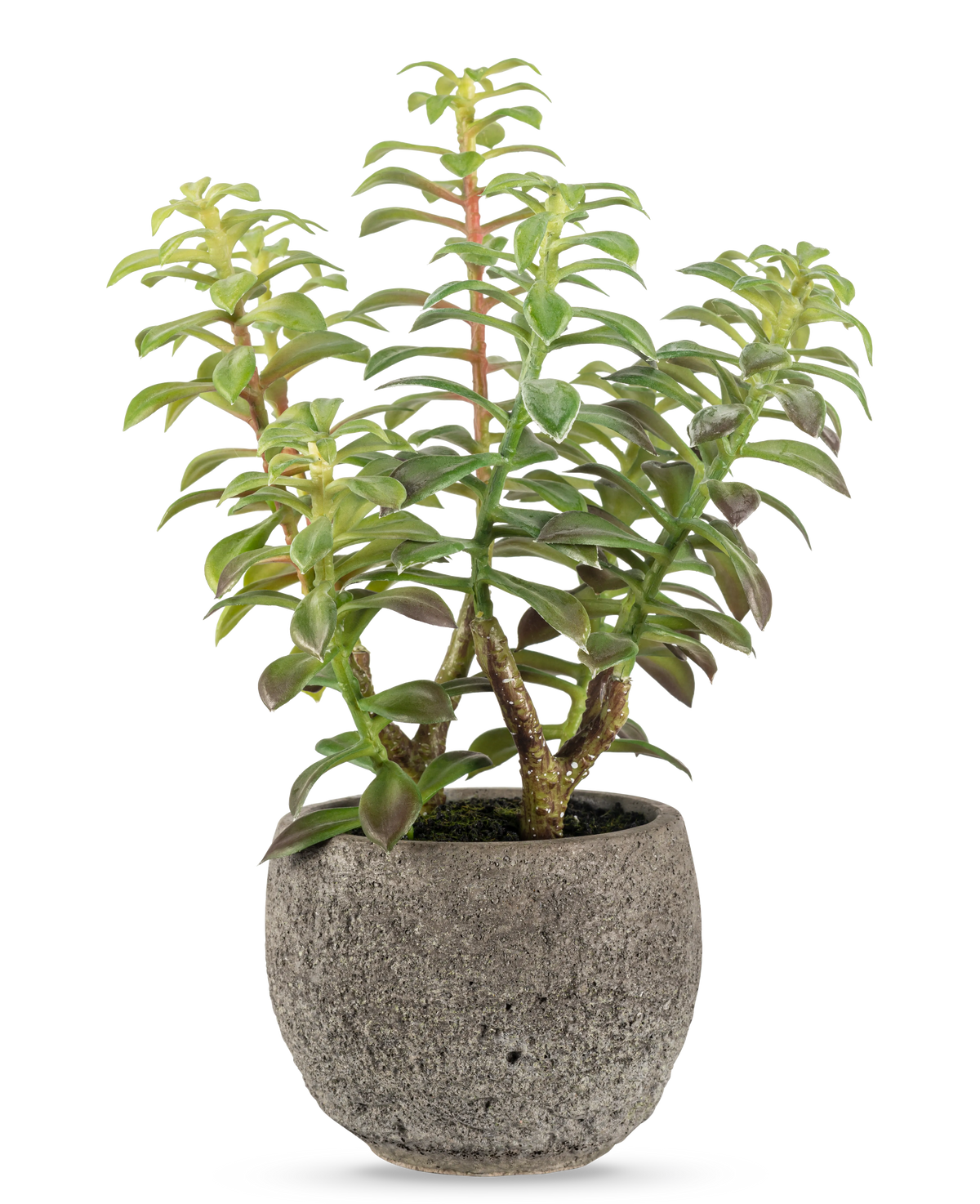 La succulente artificielle en pot décoratif 31 cm présente une succulente verte avec des tiges épaisses et dressées et des feuilles allongées, dans un pot en pierre grise avec texture, parfaite comme accent décoratif sur un fond blanc.