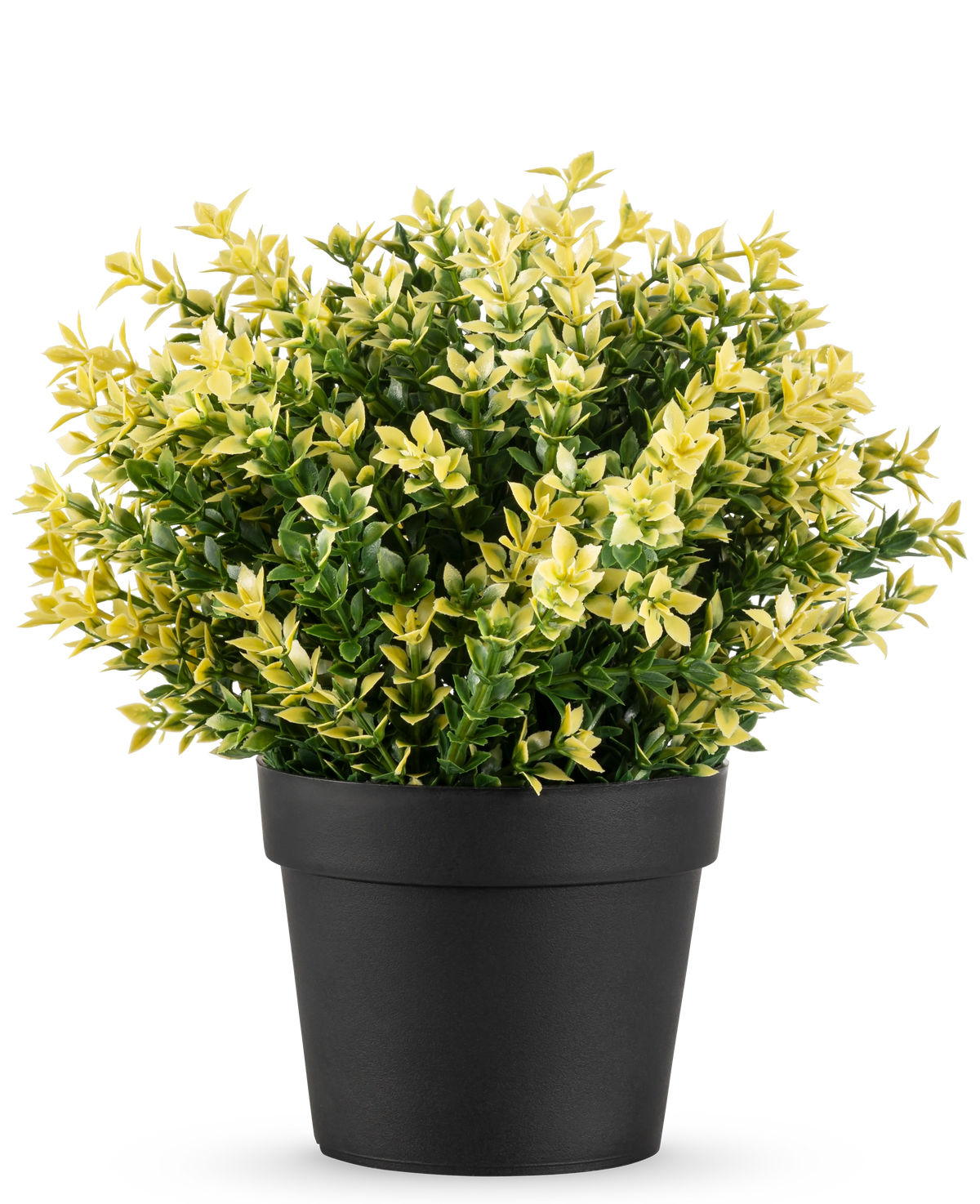 La Plante Artificielle Buxus jaune UV 22 cm UV est une petite plante en pot aux feuilles denses vertes et jaunes dans un simple pot noir, sur un fond uni blanc.