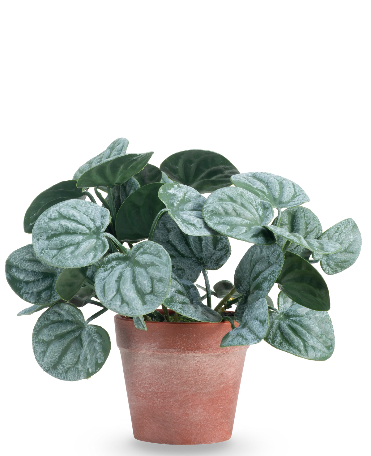 La Plante Artificielle Rugose feuille 16 cm verte est une plante artificielle aux feuilles rondes vertes et aux veines légèrement argentées, présentée dans un pot en argile rouge-marron sur un fond uni blanc.