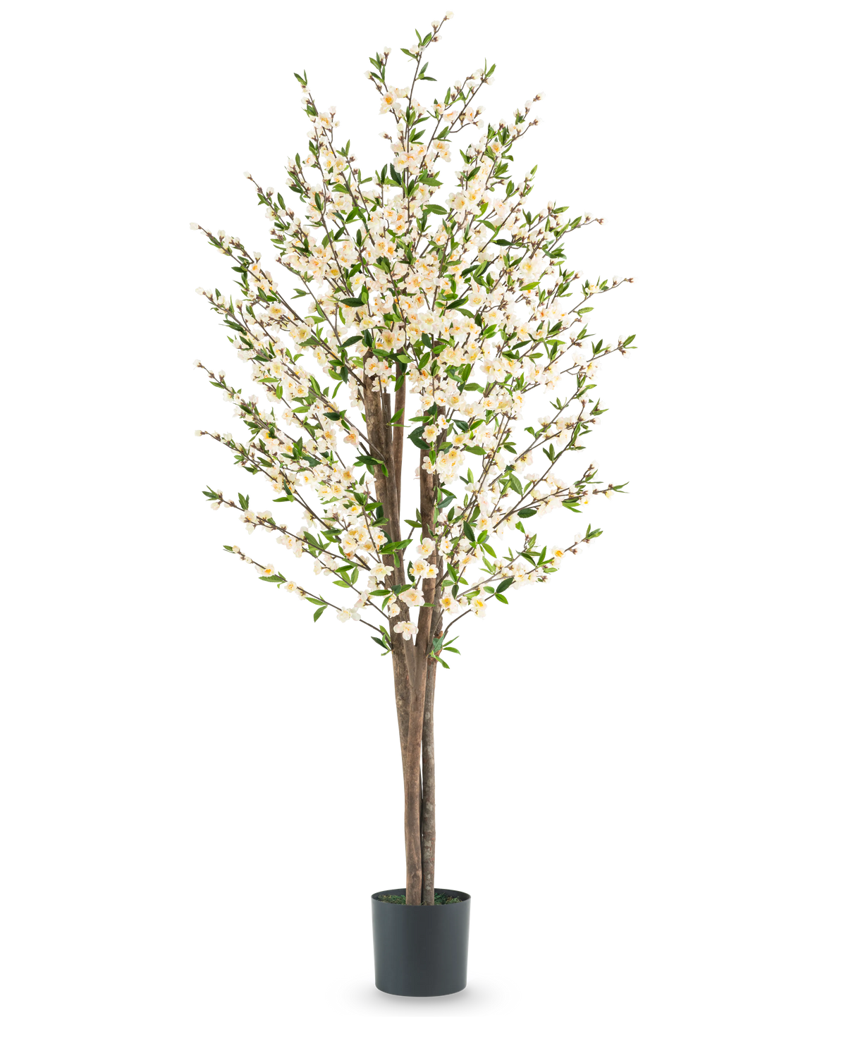 La plante de fleurs de cerisier artificielles 180 cm crème possède plusieurs tiges brunes, des feuilles vertes et de nombreuses petites fleurs blanches dans un pot noir, sur un fond blanc uni.