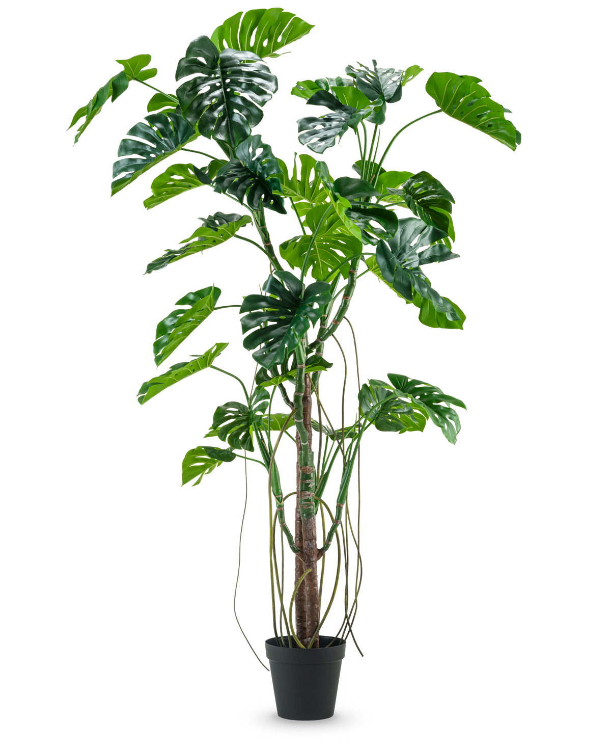 La plante artificielle Monstera 240 cm est une grande plante artificielle avec plusieurs feuilles vertes fendues et de longues vrilles dans un pot noir, placée sur un fond blanc uni.