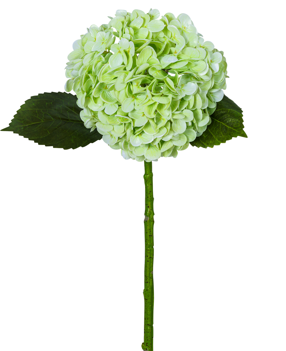 L'Hortensia Artificiel "Annabelle" Real Touch Vert 55cm possède une seule fleur d'hortensia vert clair avec une grappe ronde, deux feuilles vert foncé et une longue tige, le tout isolé sur un fond blanc.