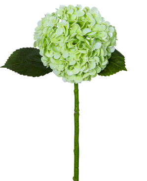 L'Hortensia Artificiel "Annabelle" Real Touch Vert 55cm possède une seule fleur d'hortensia vert clair avec une grappe ronde, deux feuilles vert foncé et une longue tige, le tout isolé sur un fond blanc.