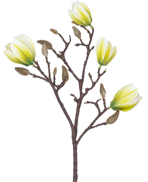 Une fleur artificielle Magnolia de 50 cm blanc/vert avec quatre fleurs jaune-blanc et un certain nombre de boutons bruns duveteux sur un fond blanc.