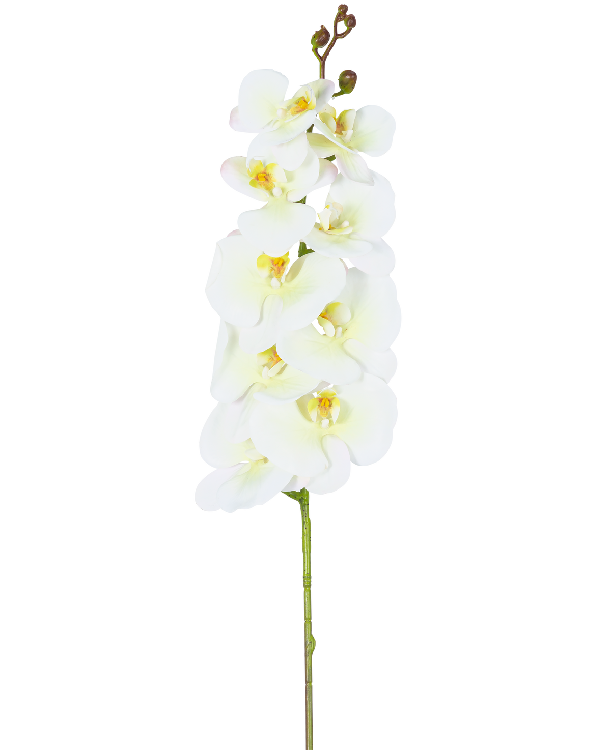 Un échantillon unique de l'orchidée artificielle Real Touch Deluxe 105 cm blanc/jaune avec plusieurs fleurs et boutons, joliment mis en valeur sur un fond blanc uni.