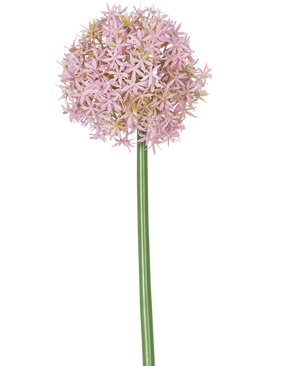 Une seule grande tige violette de la fleur artificielle Allium Large de 80 cm, portant une grande grappe ronde de petites fleurs en forme d'étoile, représentées sur un fond blanc.