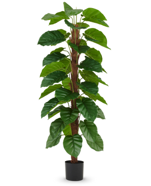 La plante artificielle Epipremnum aureum 180 cm a de grandes feuilles vertes brillantes disposées le long d'une tige centrale brune et est présentée dans un petit pot noir, représenté sur un fond blanc uni.