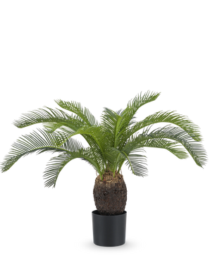La Plante Artificielle Baby Cycas Palm 60 cm possède de longues feuilles vertes courbées et un tronc marron épais et texturé, présenté dans un pot sur un fond blanc uni.