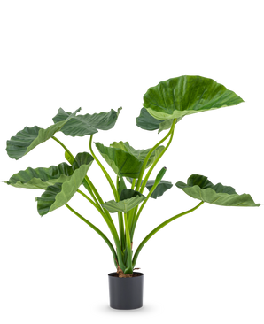 La plante artificielle Alocasia Calioora 80 cm possède de grandes feuilles vertes et des tiges robustes. Cette plante artificielle réaliste est parfaite comme ajout élégant à n’importe quel intérieur et est magnifique sur un fond blanc.