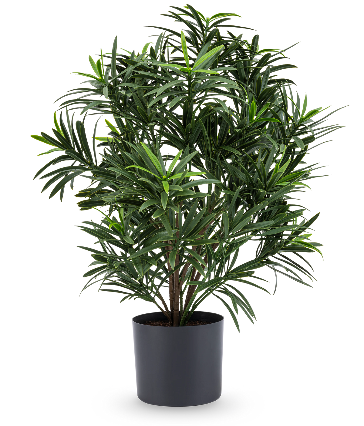 La plante artificielle Podocarpus 47 cm a des feuilles longues et étroites et est présentée dans un pot sombre et élégant, ce qui en fait une plante d'intérieur élégante pour n'importe quelle pièce. Sur un fond blanc, il ajoute une verdure luxuriante à votre pièce.