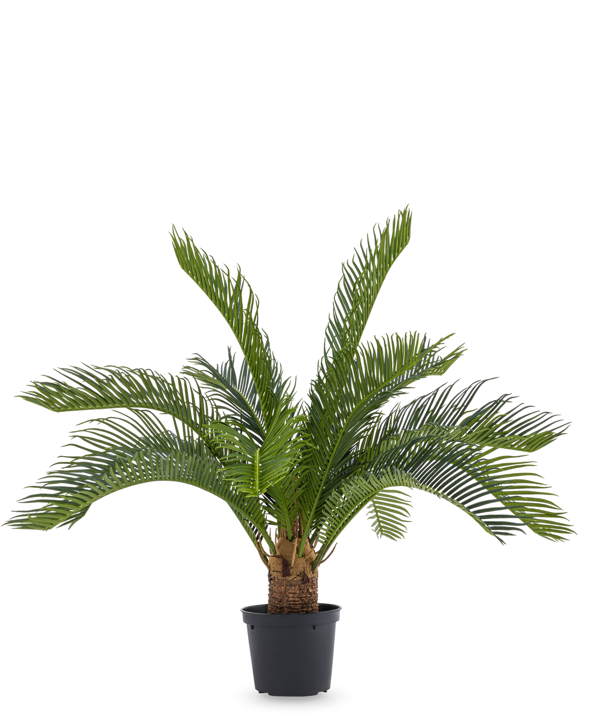 De Kunstpalm Baby Cycus 45 cm heeft lange groene bladeren en een dikke stam in een zwarte pot. Deze onderhoudsvrije kunstplant is een stijlvolle keuze voor elk interieur, vooral tegen een witte achtergrond.