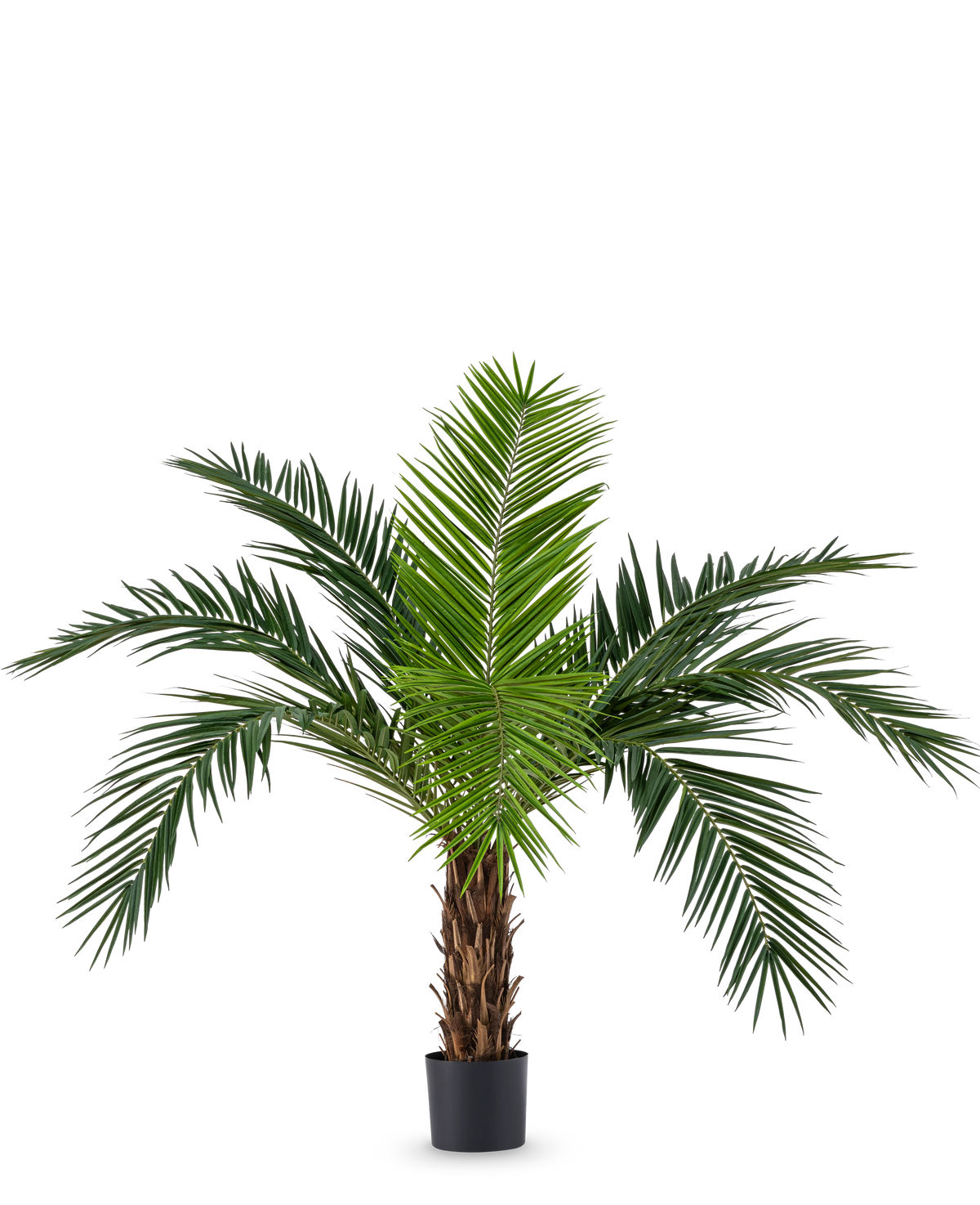 Le palmier artificiel Phoenix Canarie de 160 cm avec de longues feuilles vertes et un aspect tropical se présente dans un pot sur un fond blanc. Ce palmier artificiel apporte immédiatement une atmosphère tropicale à n'importe quelle pièce.