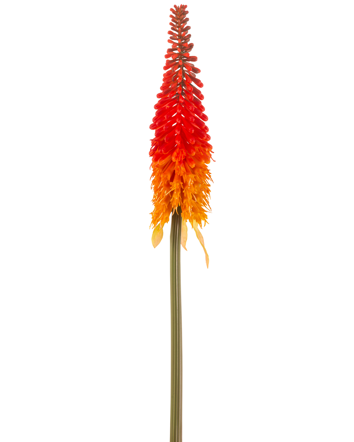 La Fleur Artificielle Torch Lily 80 cm orange a une grande fleur artificielle avec une longue tige verte et une grappe de pétales orange en forme de cône, sur un fond blanc uni.