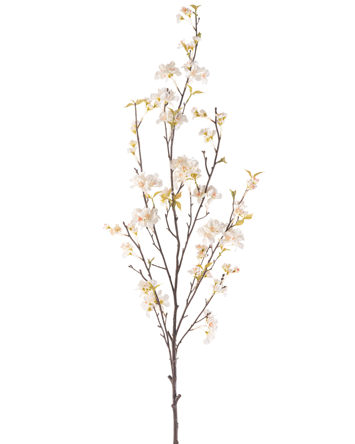 La Fleur de Cerisier Artificielle 150 cm crème possède une branche haute avec plusieurs tiges fines, de petites fleurs de cerisier blanches et des feuilles vertes éparses, le tout sur un fond blanc uni.