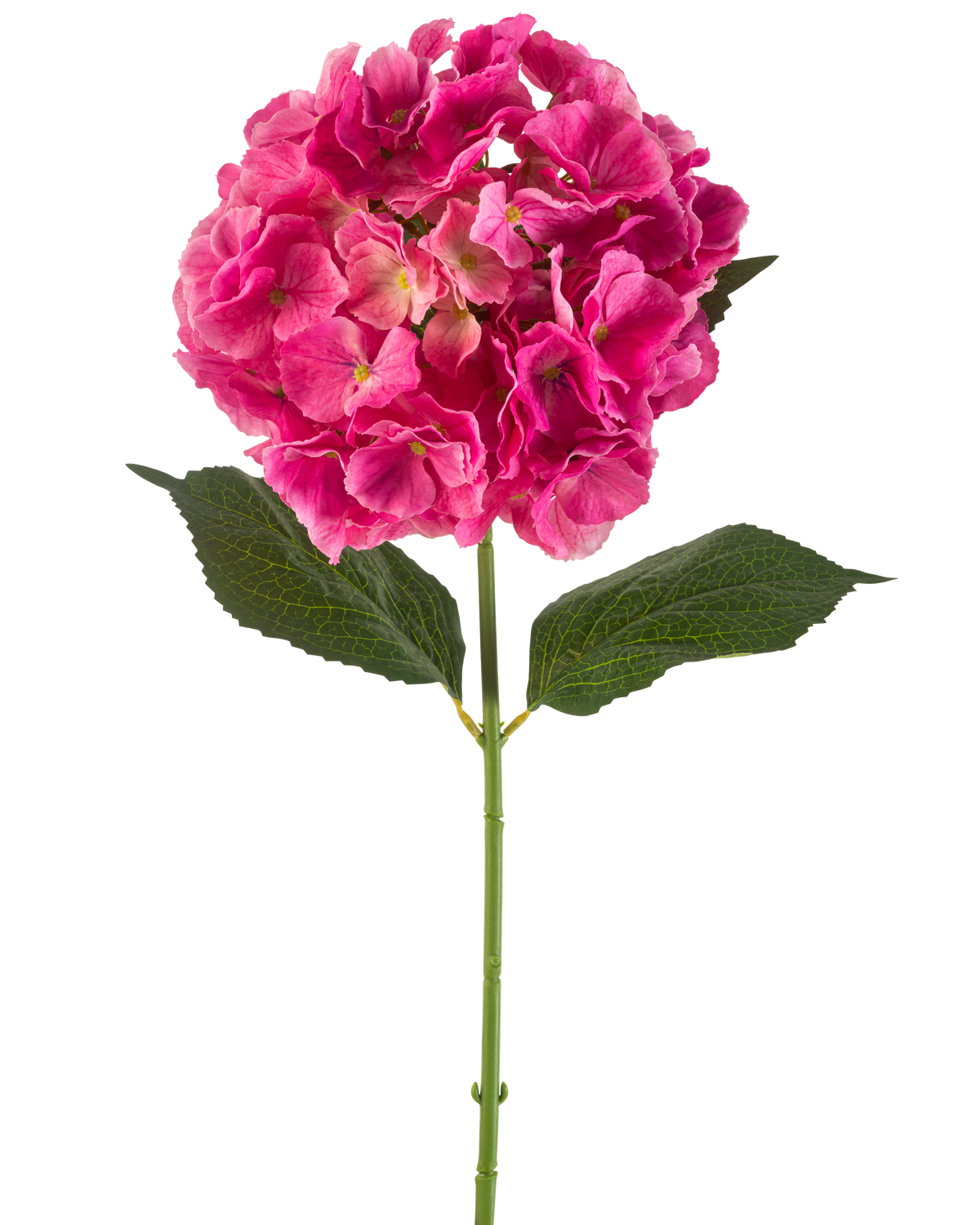 Une seule tige de fleur d'hortensia artificielle de 75 cm rose vif avec des bouquets de pétales rose vif et quelques feuilles vertes, sur un fond blanc uni.