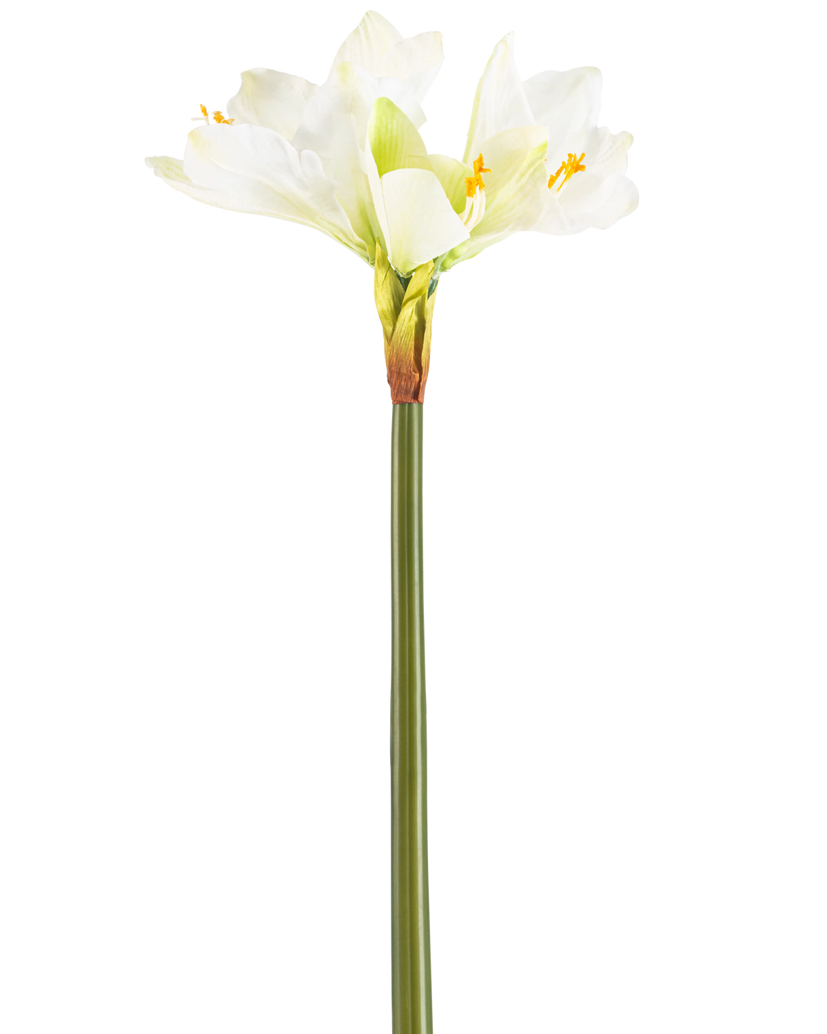 La Fleur Artificielle Amaryllis Real Touch blanche 66 cm possède une haute tige verte avec un certain nombre de grandes fleurs d'Amaryllis blanches au sommet, sur un fond blanc uni.