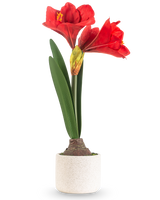 La Fleur Artificielle Amaryllis Real Touch rouge 48 cm présente deux grandes fleurs rouges et de longues feuilles vertes, présentées dans un pot simple à texture blanche sur un fond uni clair.