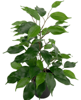 Ficus artificiel dans un pot de 40 cm