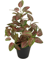 Fittonia Artificiel Rouge en Pot 35 cm