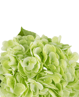 Hortensia artificiel "Annabelle" Real Touch vert 55 cm