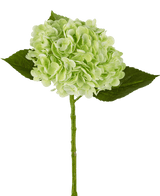 Hortensia artificiel "Annabelle" Real Touch vert 55 cm