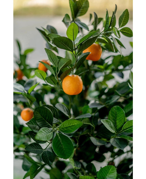 Un gros plan de l'oranger artificiel de 120 cm montre des fruits orange vif parmi des feuilles vertes brillantes, avec un arrière-plan flou qui souligne l'aspect réaliste et vibrant de l'arbre artificiel.