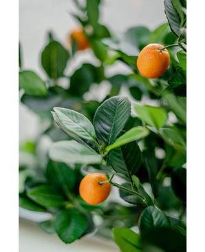 Gros plan de l'Oranger artificiel 120 cm, avec des feuilles d'un vert éclatant et des petits fruits orange. Le fond légèrement décoloré accentue les couleurs réalistes de cette plante artificielle décorative.