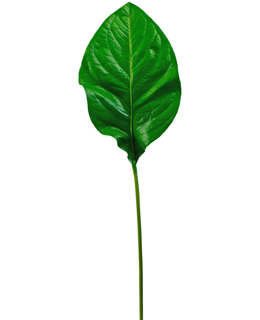 La Feuille Verte Artificielle 90 cm est une seule feuille artificielle verte brillante avec des nervures proéminentes et une tige longue et mince, représentée isolée sur un fond blanc.