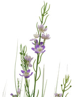 Le pot de gazon artificiel millet oignons 90 cm ignifuge a de hautes tiges vertes avec des feuilles minces et de petites fleurs violettes et blanches à cinq pétales réparties le long des tiges, magnifiquement exposées sur un fond blanc.