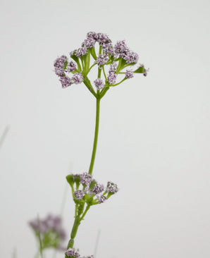 Le gazon artificiel poireau fleur oignon herbe pot 100 cm ignifuge a une seule tige verte avec des bouquets de petites fleurs délicates violet clair, représentées sur un fond blanc uni.