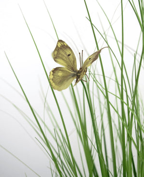Le pot de gazon artificiel papillon oignon 90 cm ignifuge présente un papillon jaune avec des marques brunes sur de fines brins de gazon artificiel vert, sur un fond blanc.