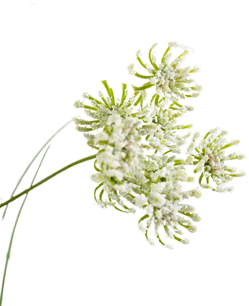 Gros plan de fleurs de racines de gazon artificiel, herbe d'oignon, ignifuge de 90 cm, avec des tiges vertes délicates et des capitules racémeux avec un aspect poudré blanc, isolés sur un fond blanc.