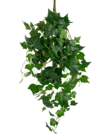 Les feuilles géantes de lierre artificiel de 100 cm ont un bouquet luxuriant de feuilles de lierre vert avec des vignes sinueuses sur un fond blanc uni.