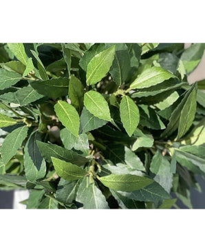 Un gros plan de la plante artificielle Laurel UV d55 cm montre des feuilles vertes luxuriantes avec des nervures visibles, qui se chevauchent étroitement et sont magnifiquement éclairées par la lumière du soleil.