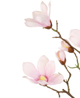 La Branche de Magnolia Artificielle Real Touch Rose 98 cm présente de délicates fleurs et bourgeons de magnolia rose clair sur une branche, sur un fond blanc.