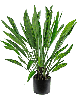 La plante artificielle Calathea 60 cm est une plante artificielle haute avec de nombreuses feuilles vertes longues et étroites aux motifs clairs et foncés, disposées dans un simple pot noir sur fond blanc.