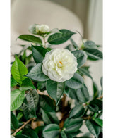 Un gros plan de la plante artificielle Camellia japonica de 100 cm montre ses pétales blancs superposés et ses feuilles vert foncé, avec une autre fleur blanche légèrement fanée en arrière-plan.